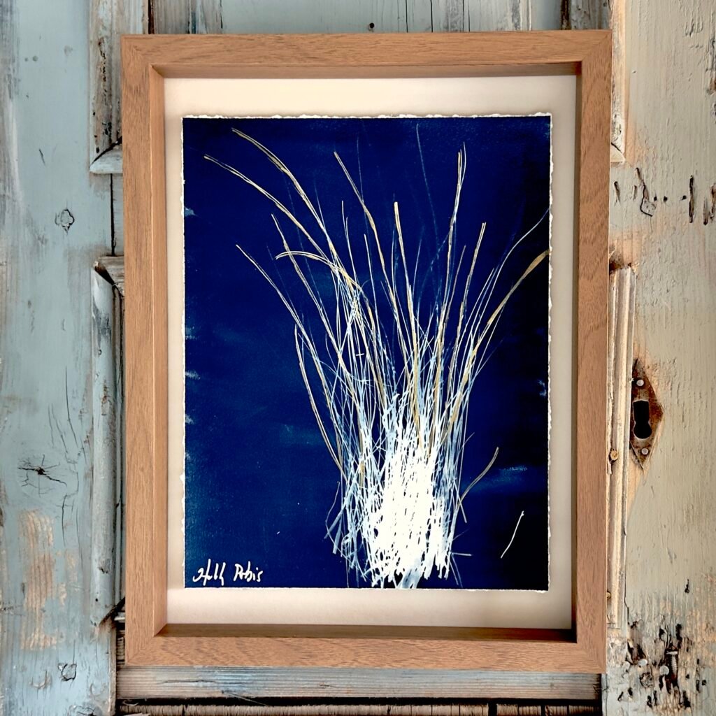 Little Bluestem (Cyanotype)
