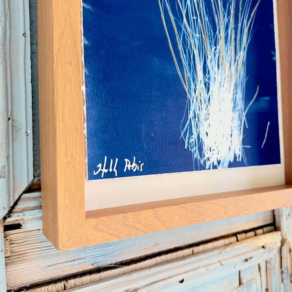 Little Bluestem (Cyanotype)