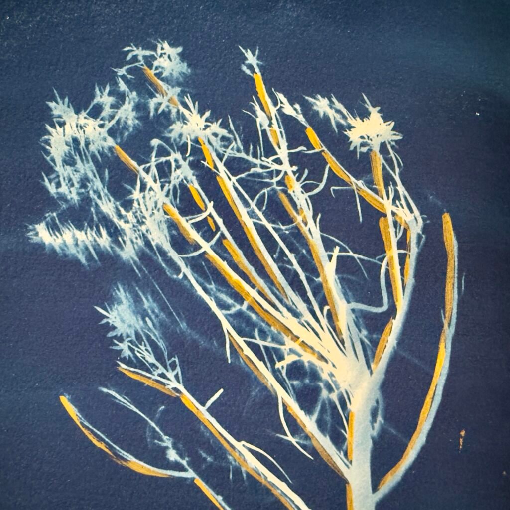 Winter Chamisa (Cyanotype)