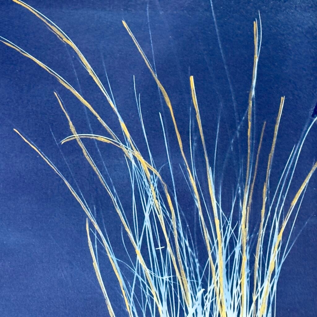 Little Bluestem (Cyanotype)