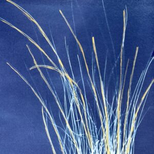 Little Bluestem - Image 2