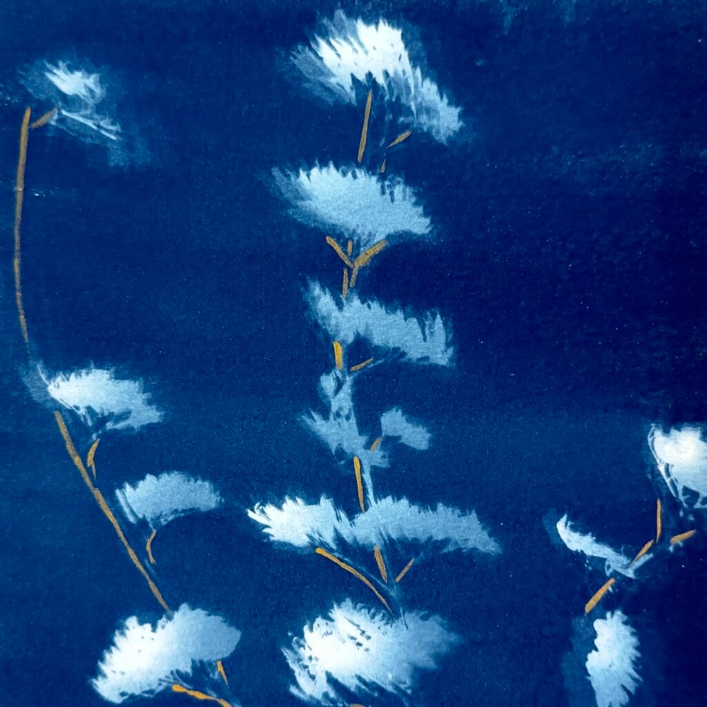 Winter Sage (Cyanotype)
