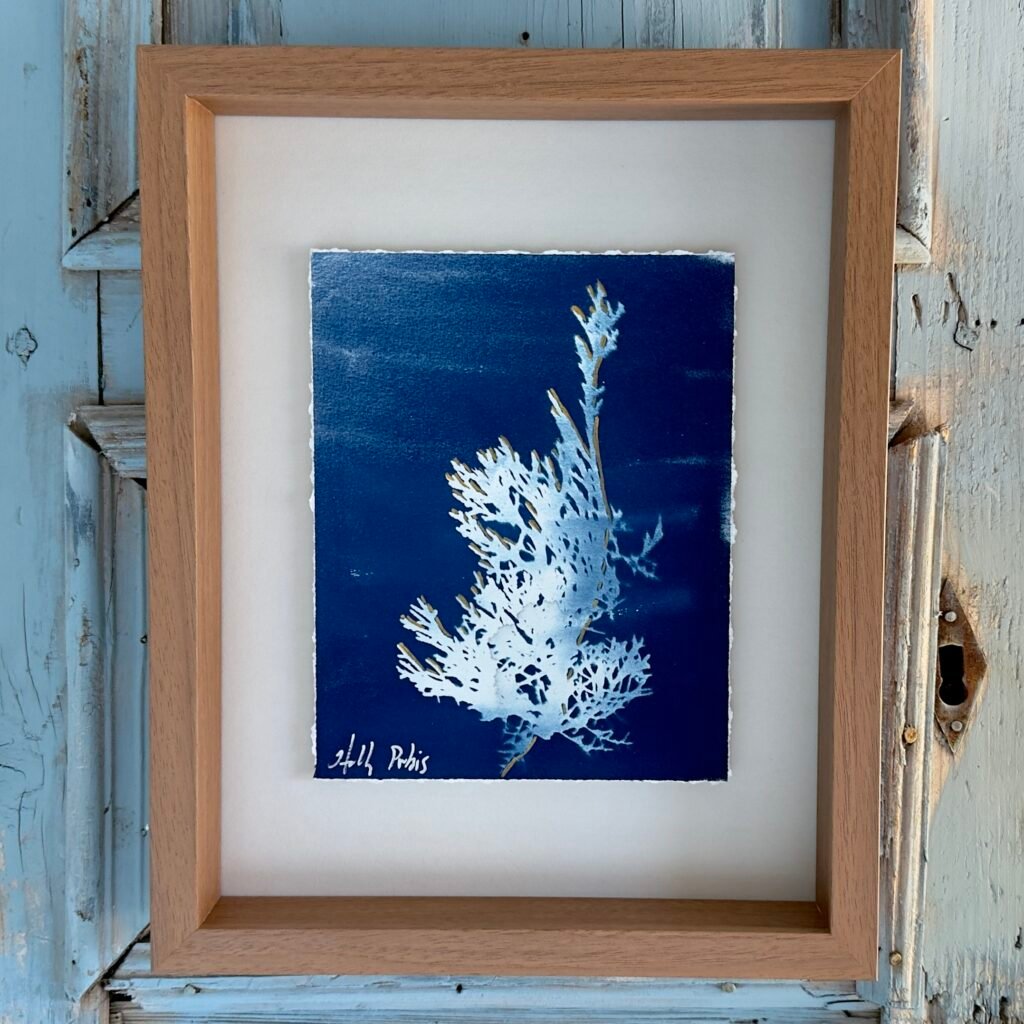 Juniper (Cyanotype)