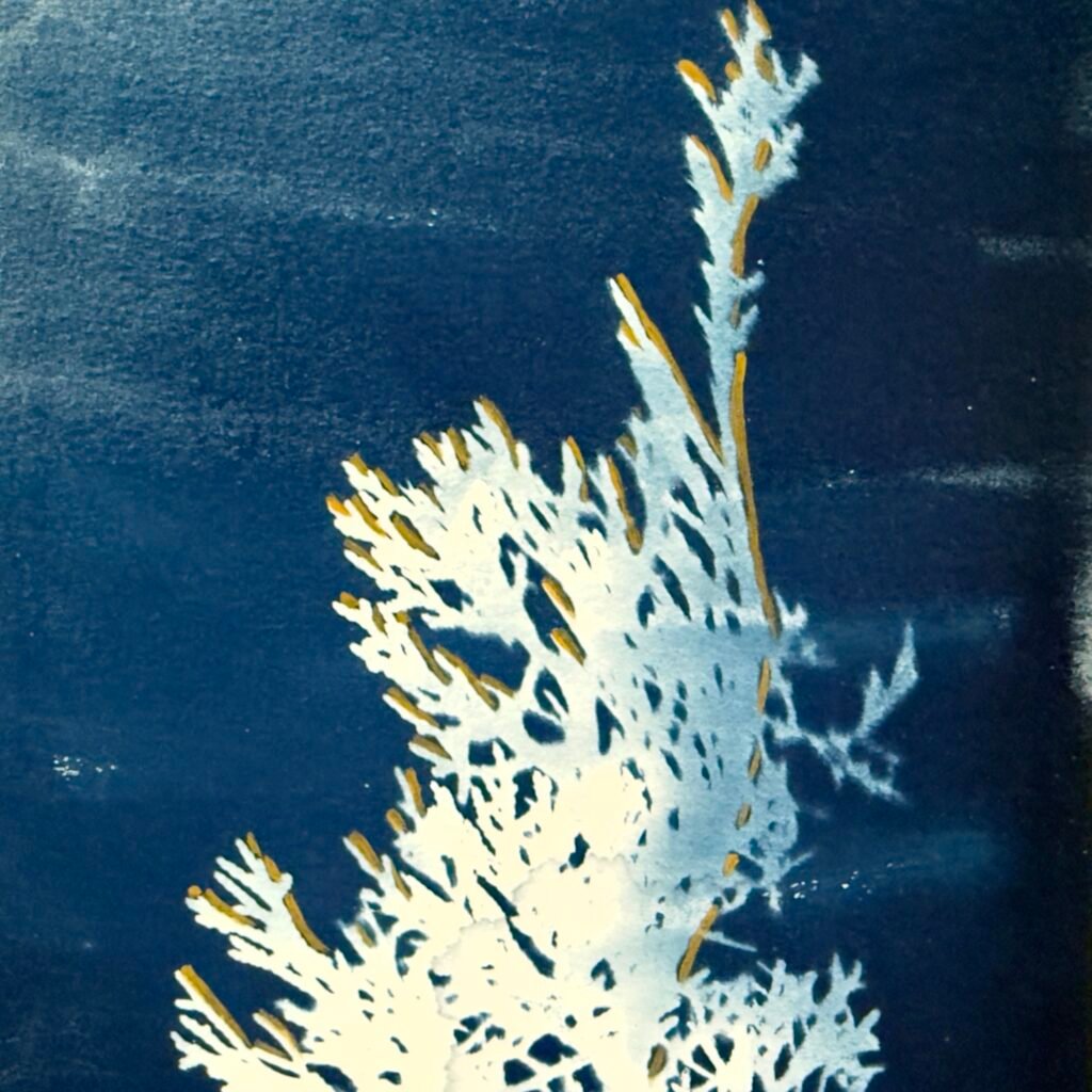 Juniper (Cyanotype)