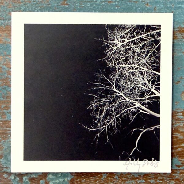 Santa Fe Botanical (Photo Greeting Cards)