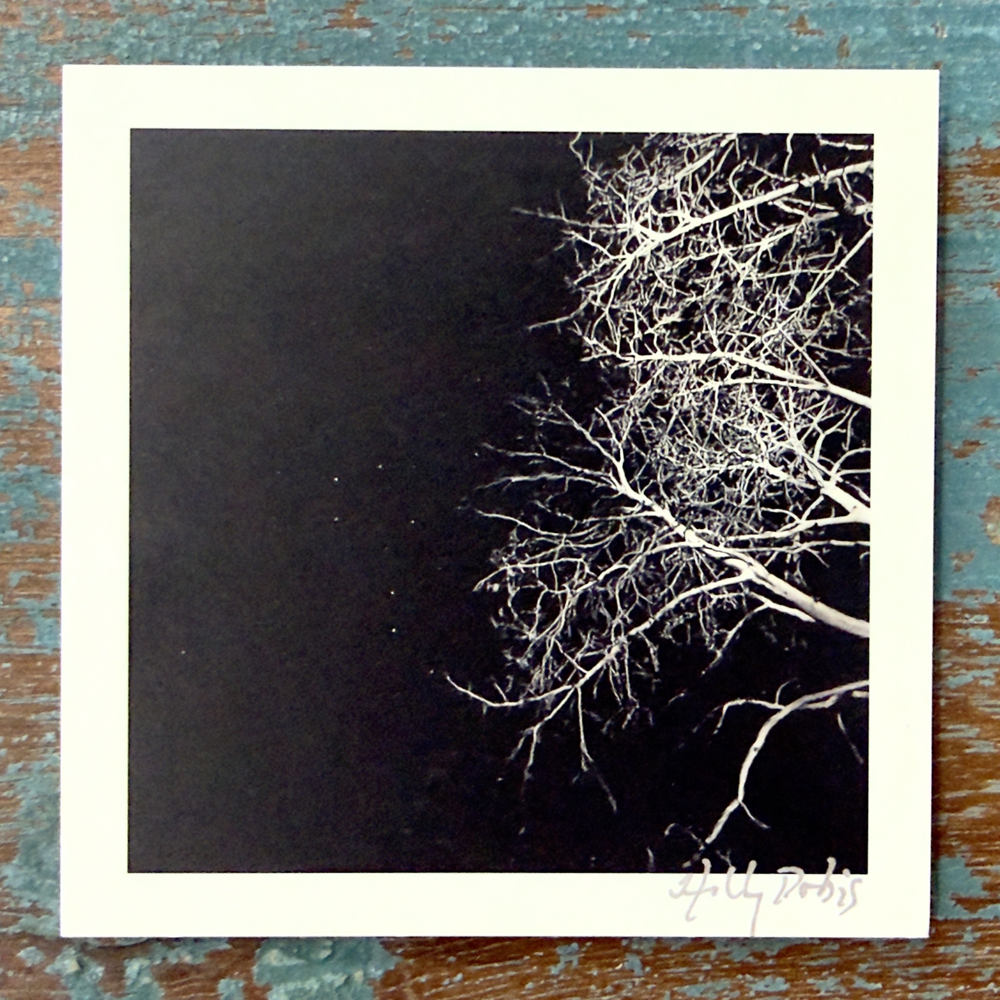 Santa Fe Botanical (Photo Greeting Cards) - Image 3