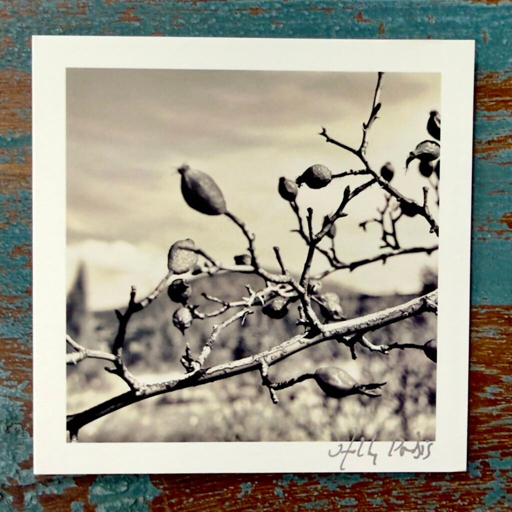 Santa Fe Botanical (Photo Greeting Cards)