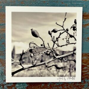 Santa Fe Botanical (Photo Greeting Cards) - Image 5