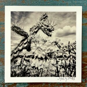 Santa Fe Botanical (Photo Greeting Cards) - Image 6