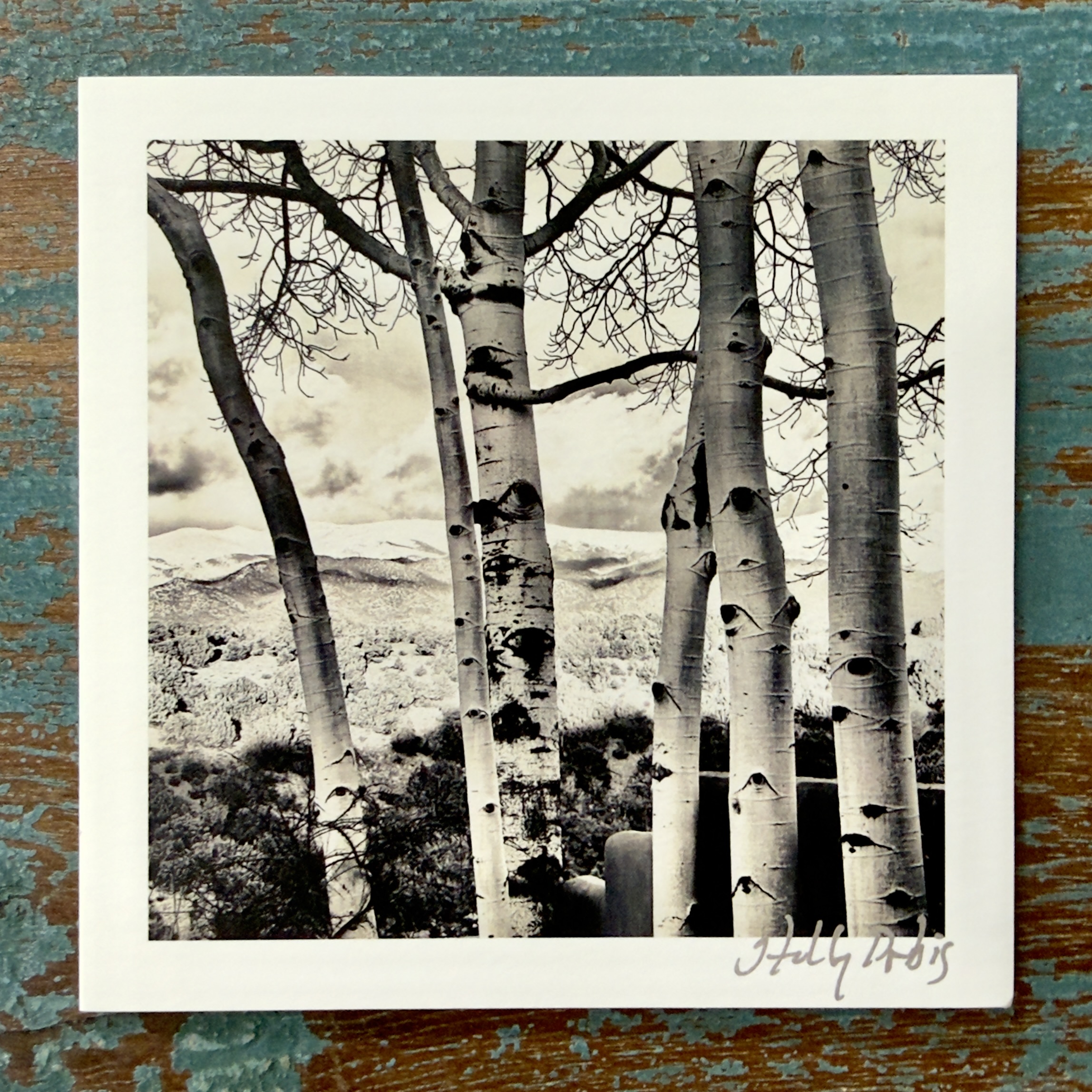 Santa Fe Botanical (Photo Greeting Cards) - Image 7