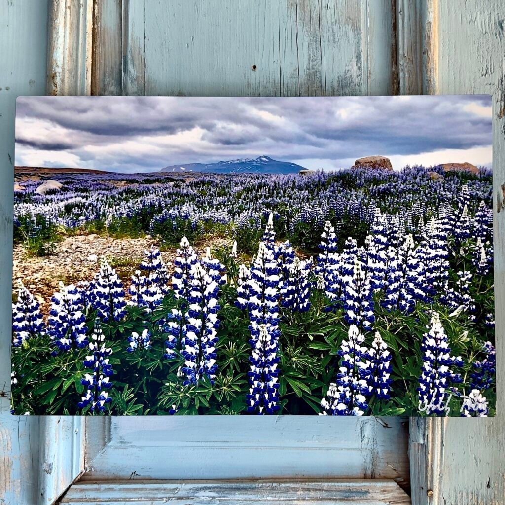 I Bloma (In Bloom) (Metal Print)