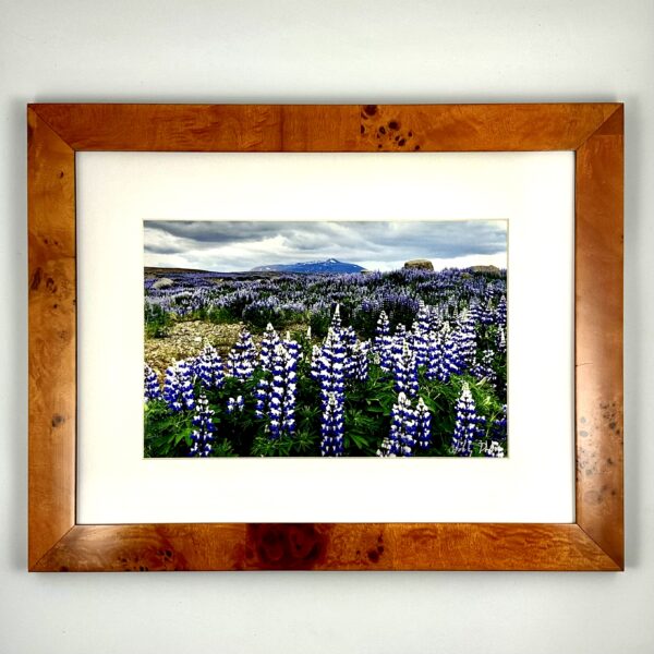 I Bloma (Framed Print)