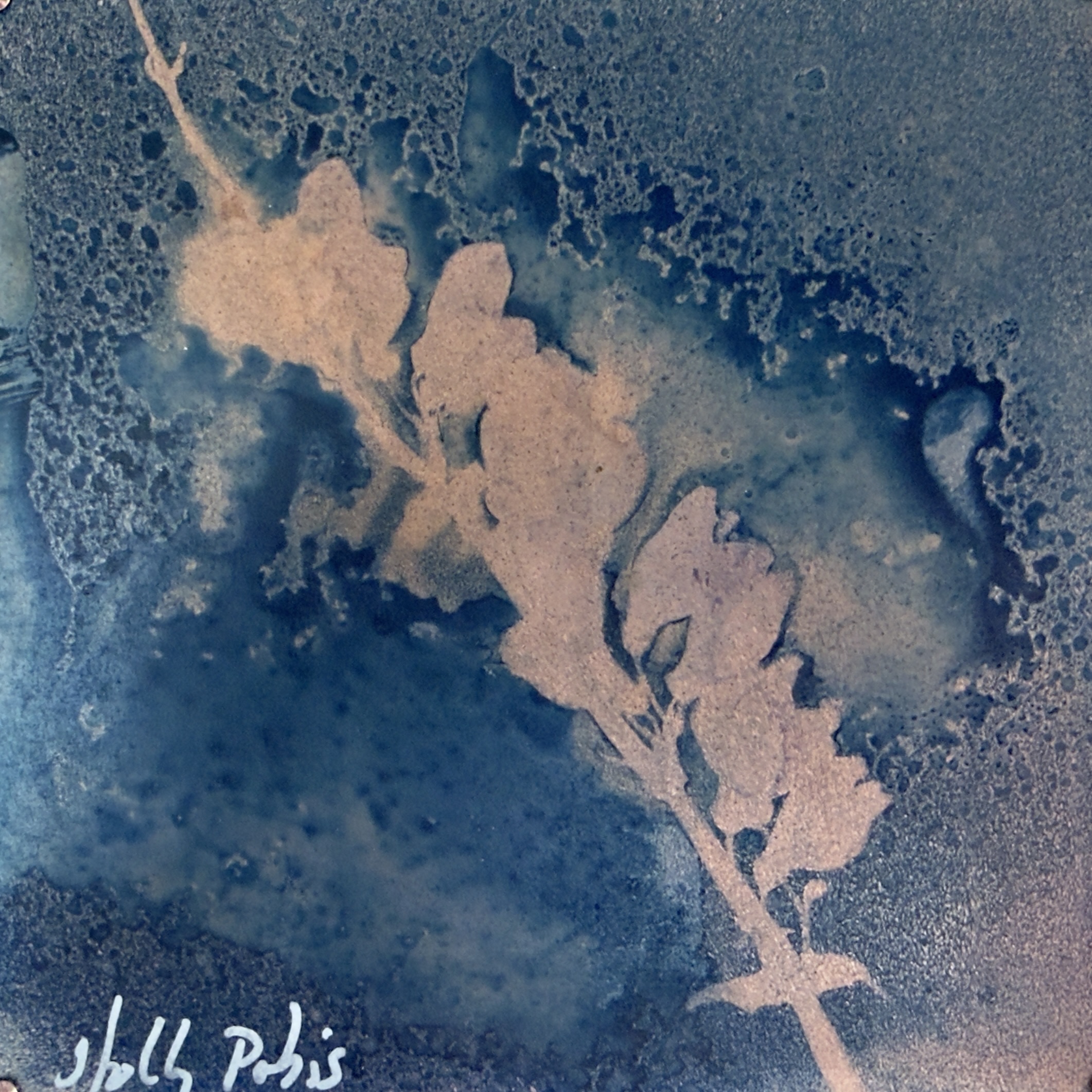 Foxglove Copper (Cyanotype) - Image 2