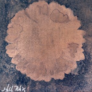 Daisy Copper (Cyanotype) - Image 2