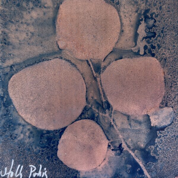 Eucalyptus Copper (Cyanotype)