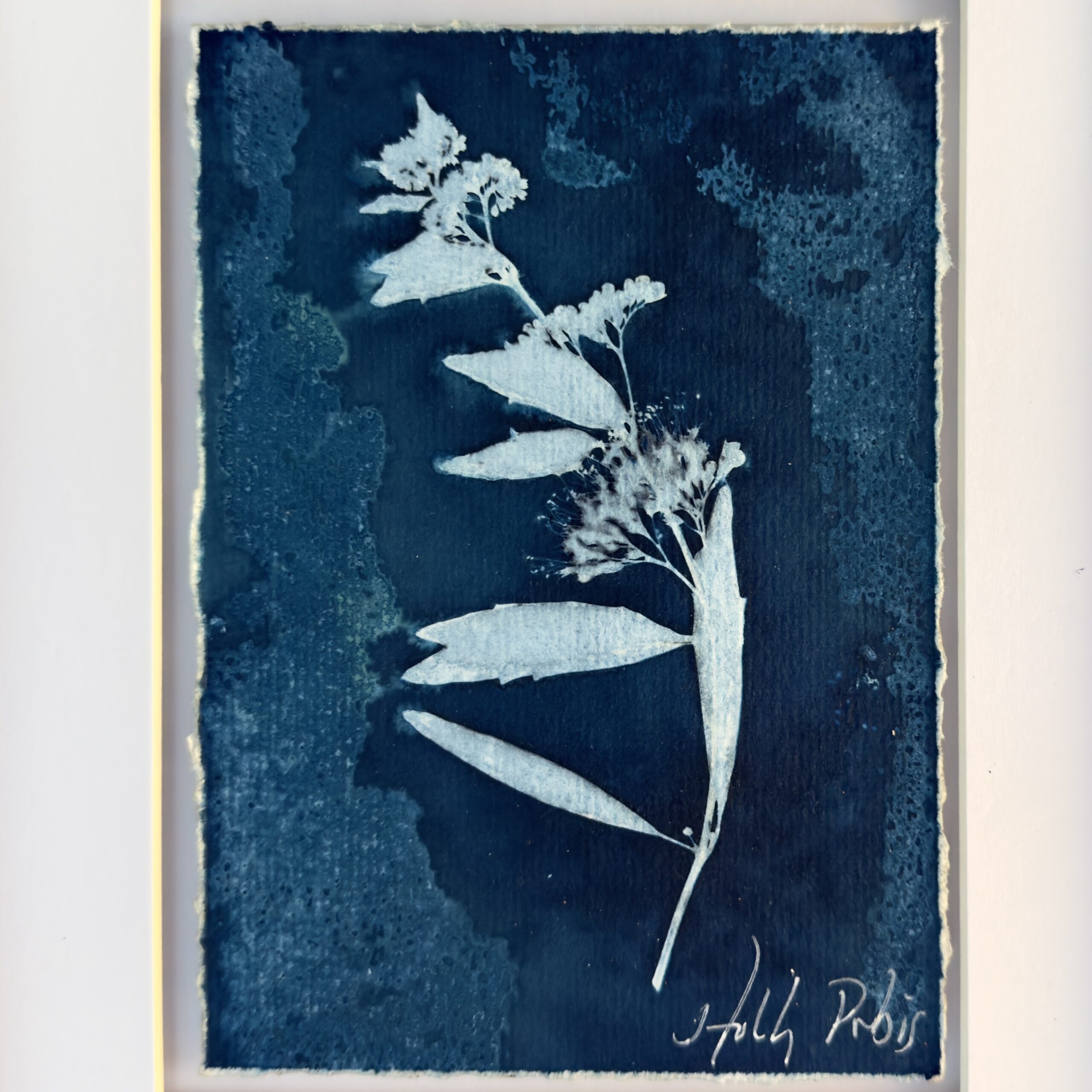 Southwest Cyan 3 (Cyanotype) - Image 2