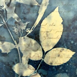 Bleu Cyan 3 (Cyanotype) - Image 3