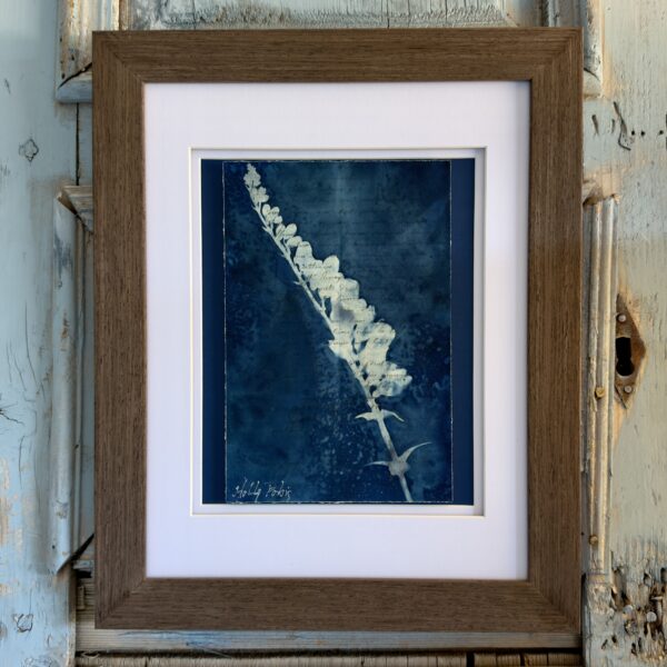Bleu Cyan 4 (Cyanotype)