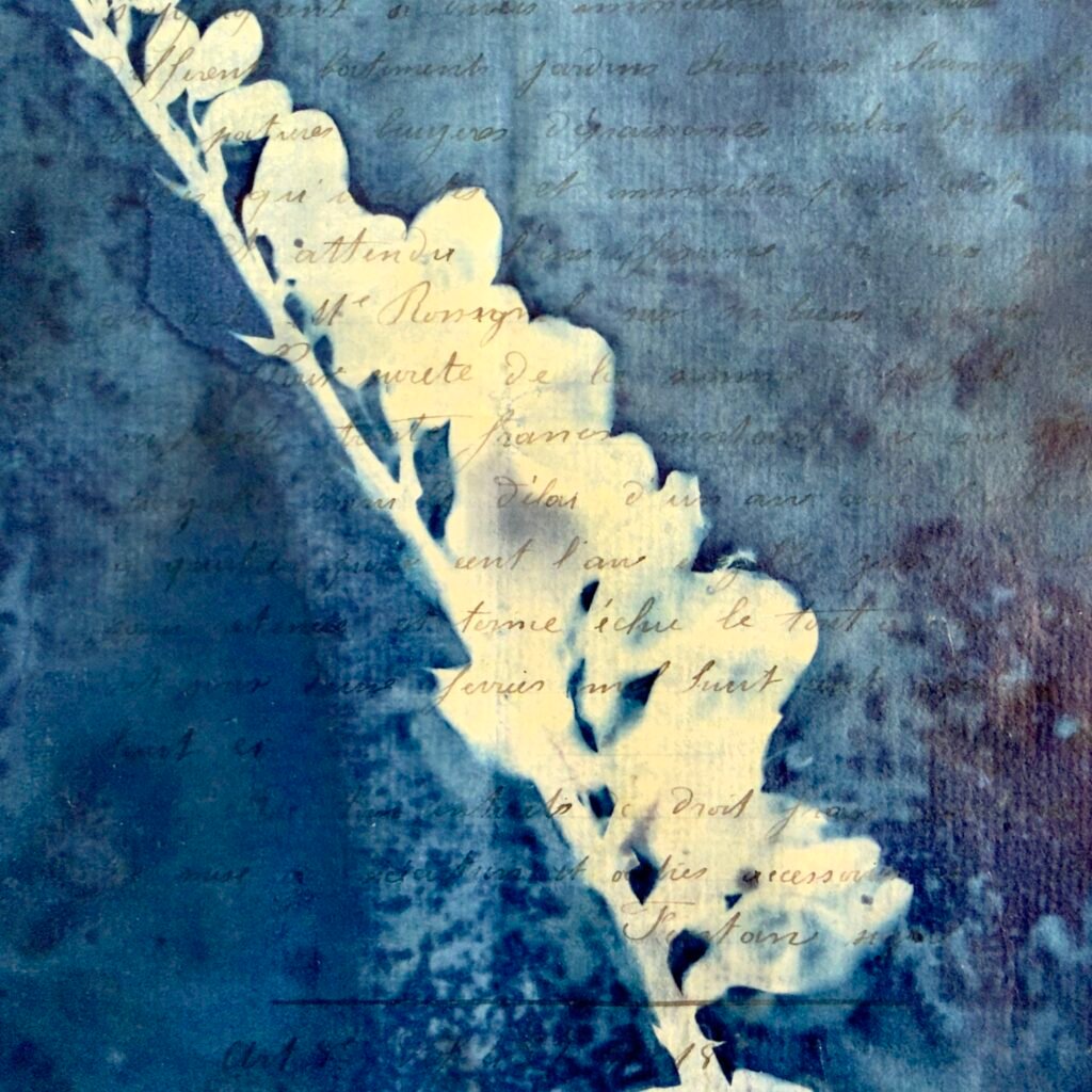 Bleu Cyan 4 (Cyanotype)