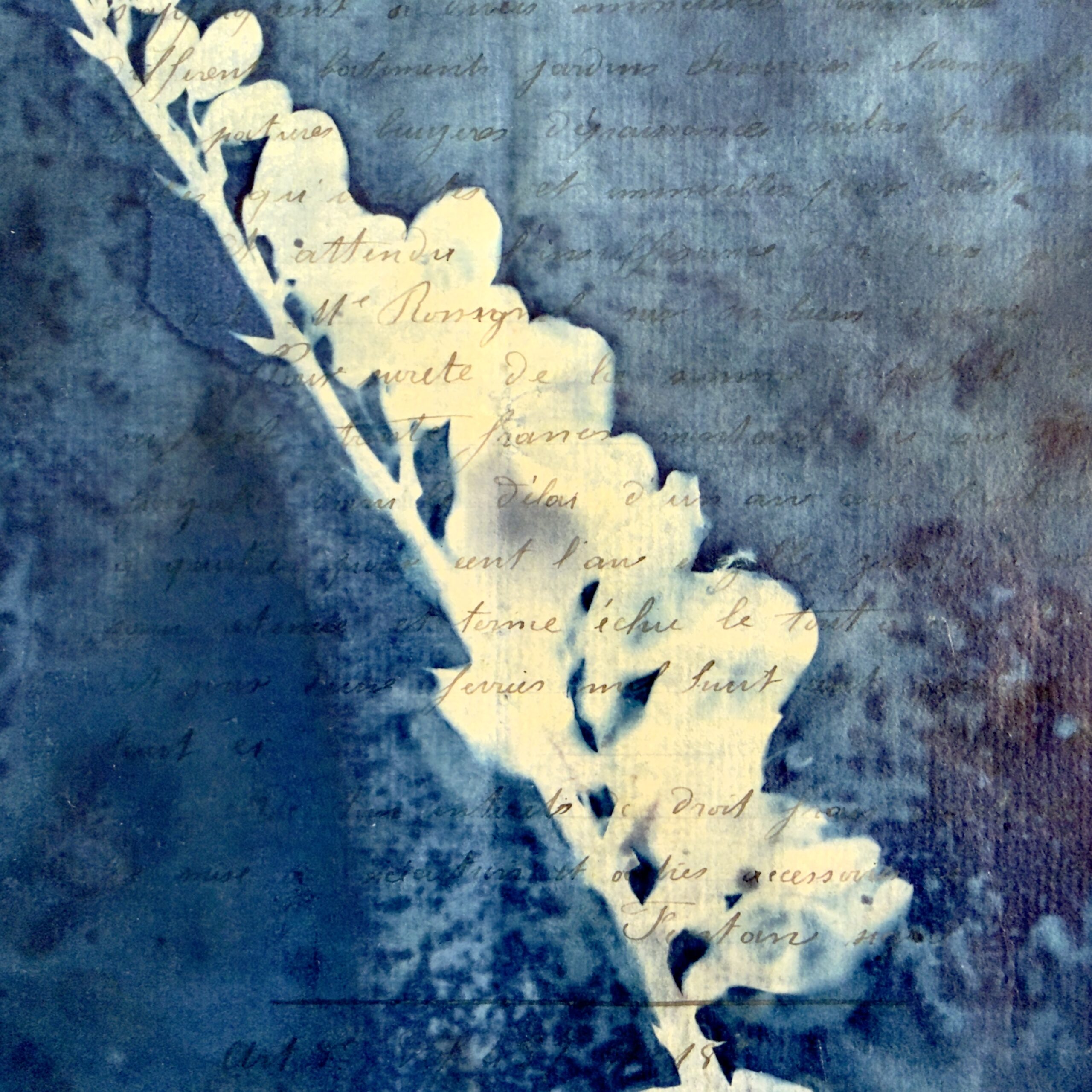Bleu Cyan 4 (Cyanotype) - Image 3