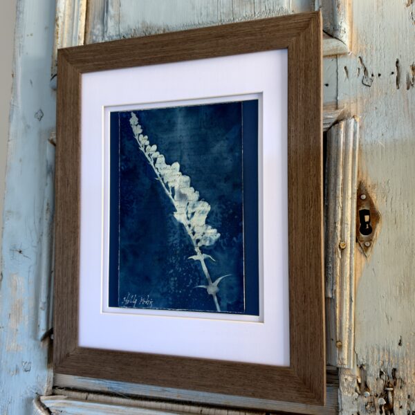 Bleu Cyan 4 (Cyanotype)